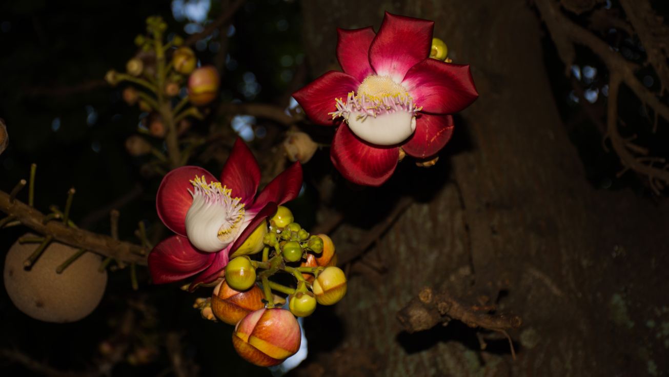 Flores (Couroupita guianensis)
