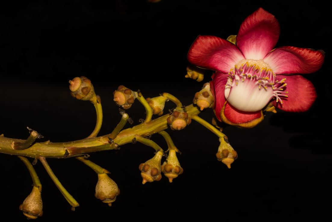 Flor (Couroupita guianensis)