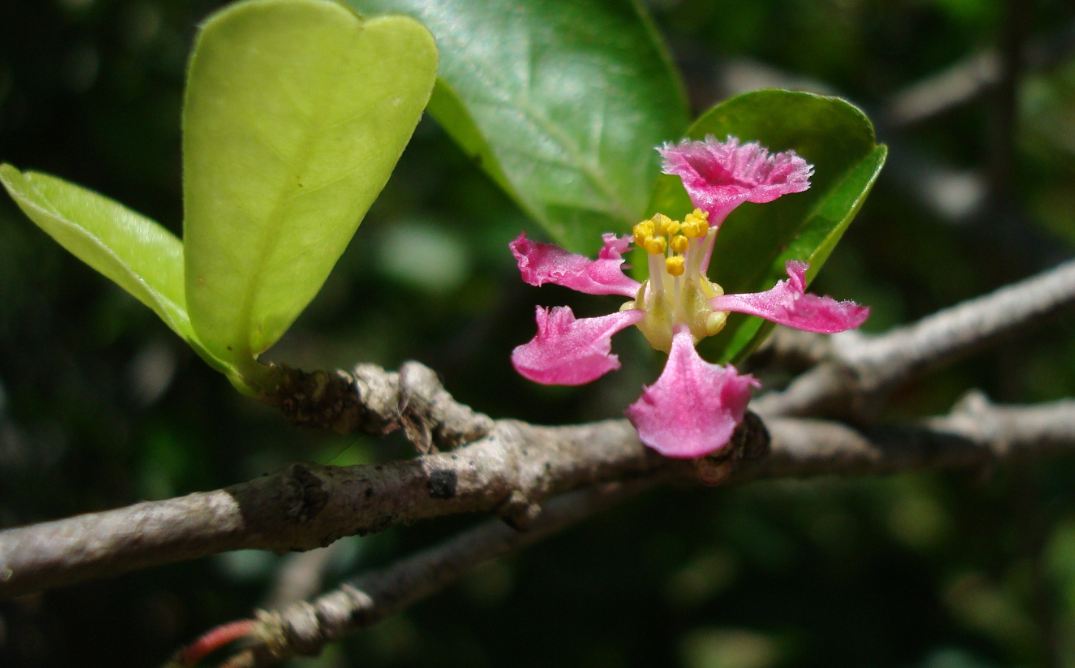 Flor (Malpighia glabra)