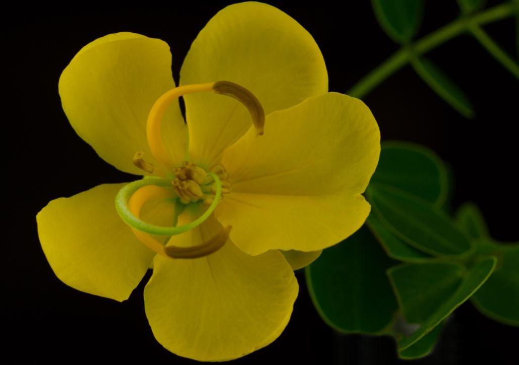 Flor (Senna bicapsularis)