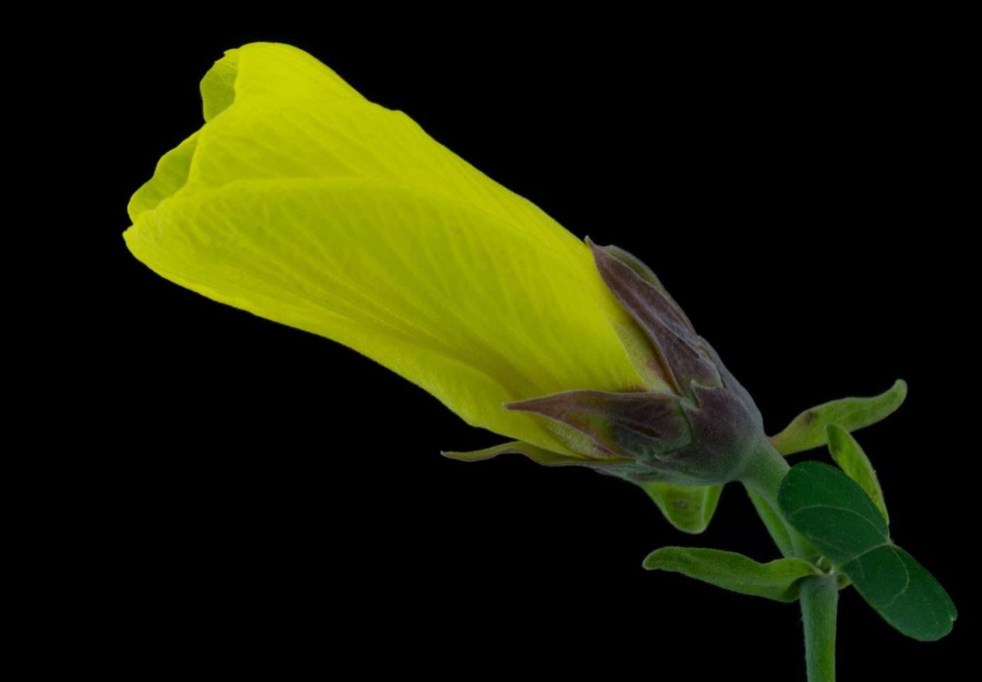 Flor ( Hibiscus tiliaceus)