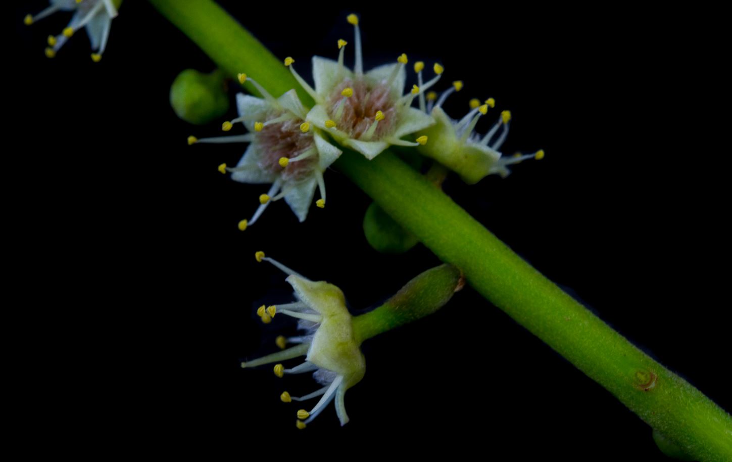 Flores (Terminalia catappa)