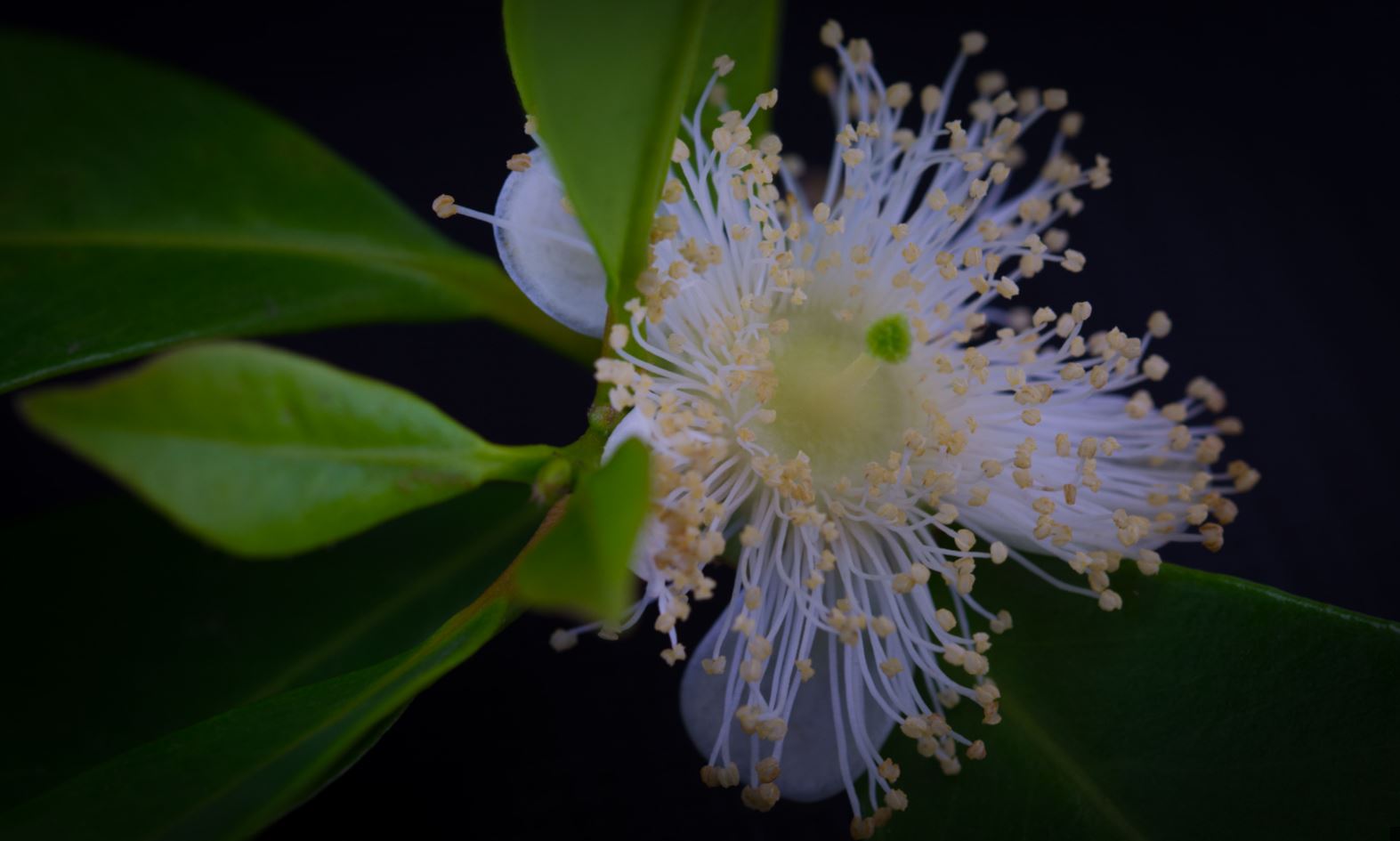 Flor (Psidium cattleyanum)