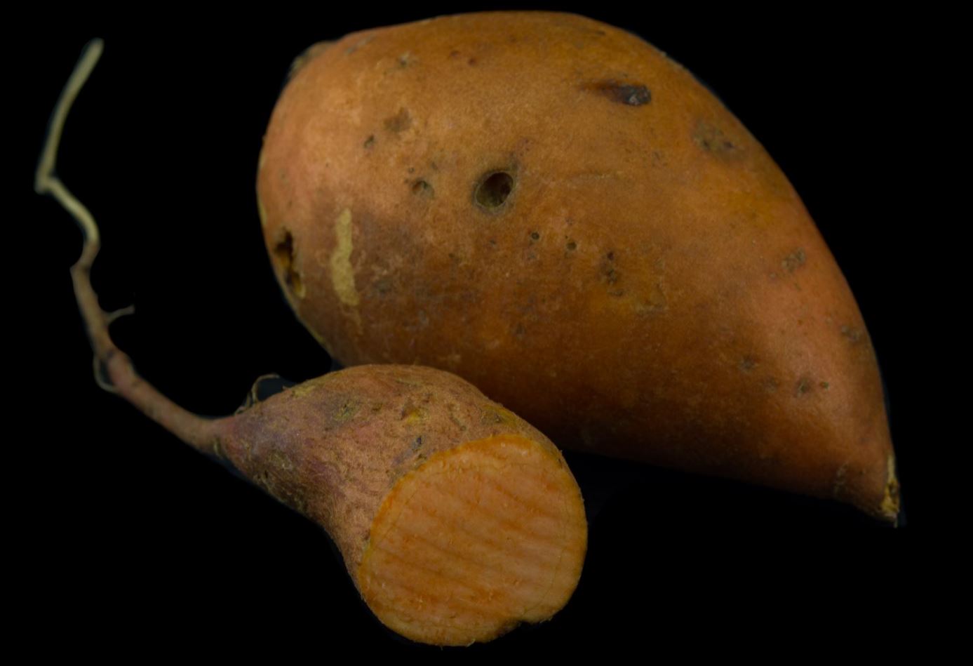 Variedade de Polpa Alaranjada (Ipomoea batatas)