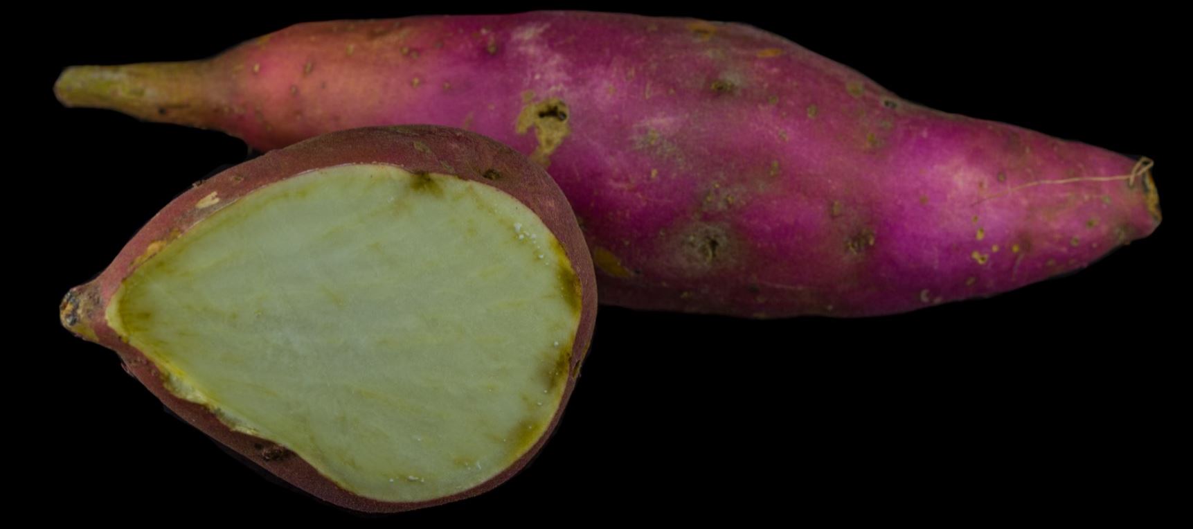 Variedade de Polpa Branca (Ipomoea batatas)