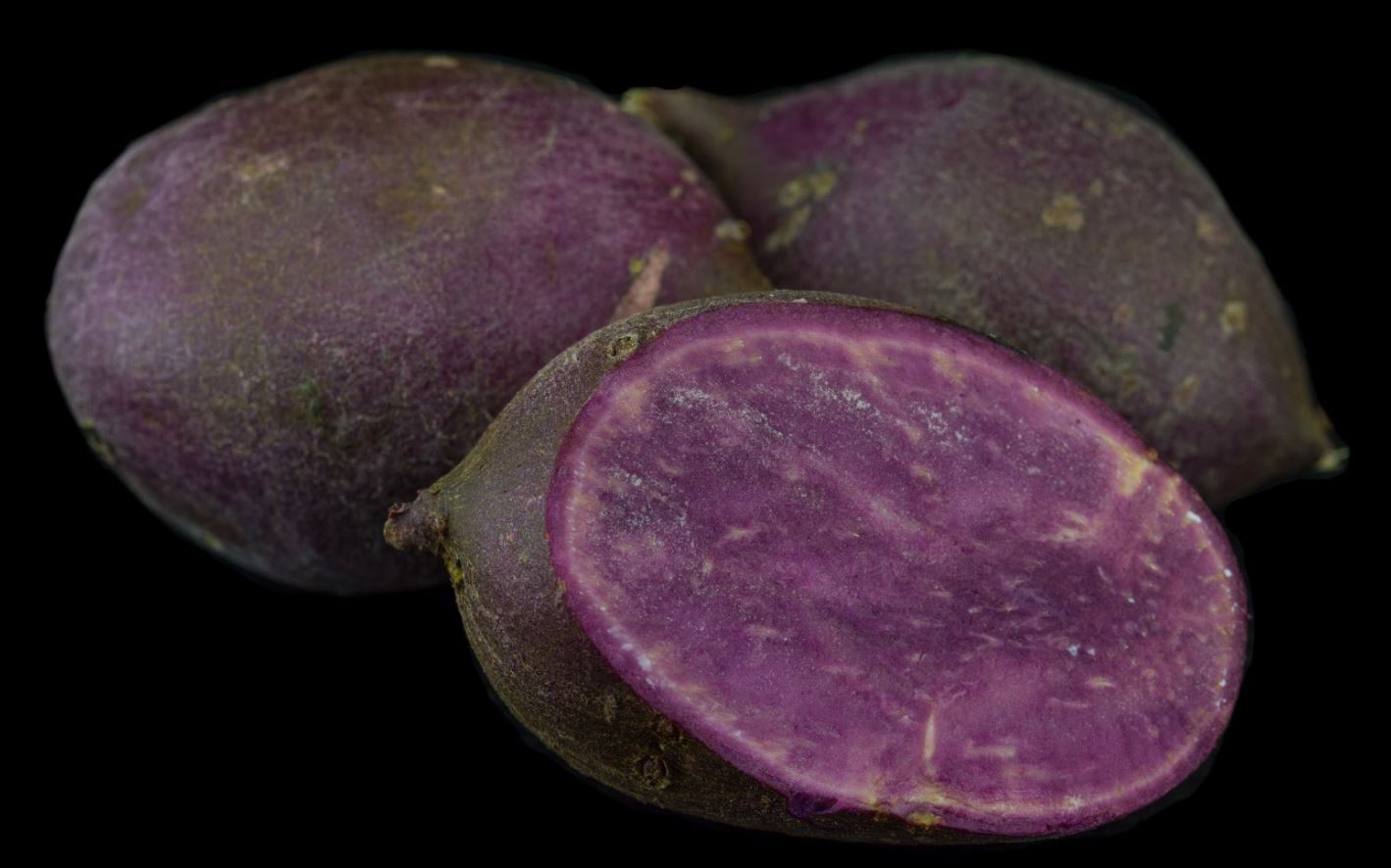 Variedade de Polpa Roxa (Ipomoea batatas)