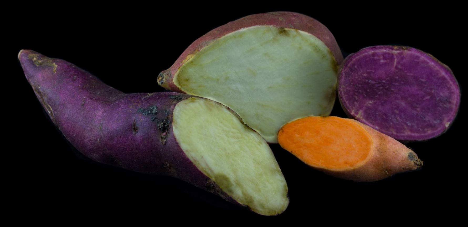 Batatas Doce com Polpas Coloridas (Ipomoea batatas)