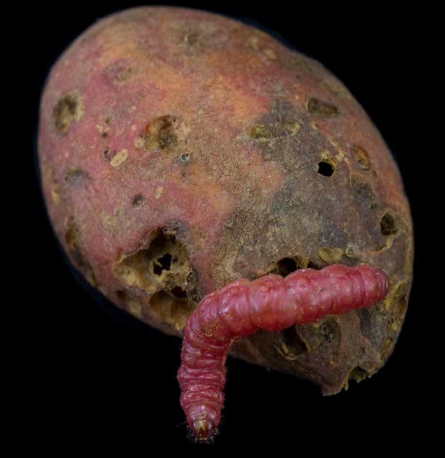 Batata Doce com larva de inseto (Ipomoea batatas)