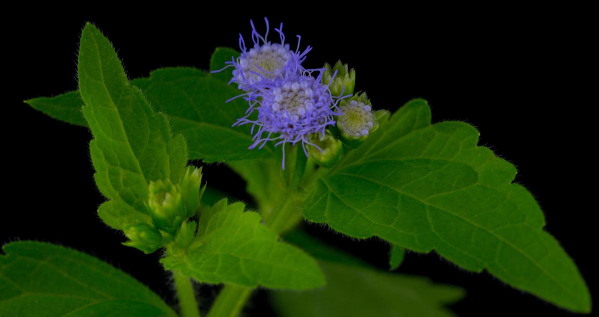 Flores (Praxelis clematidea)