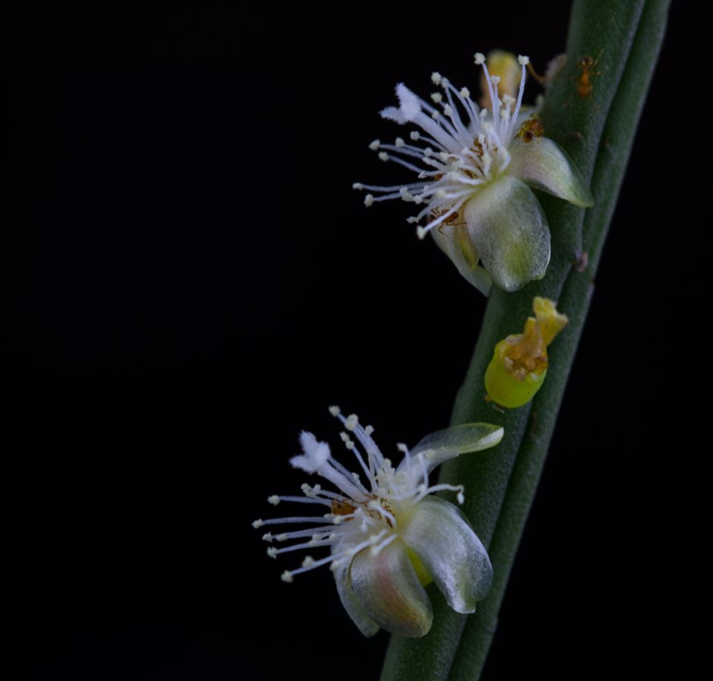 Flores (Rhipsalis baccifera)