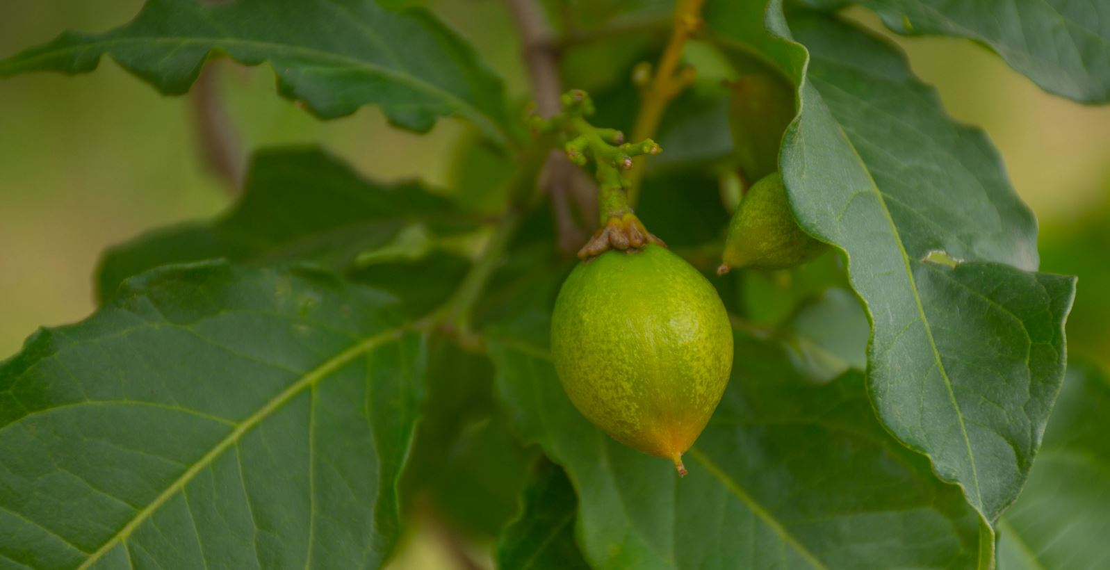 Fruto verde (Bunchosia armeniaca)