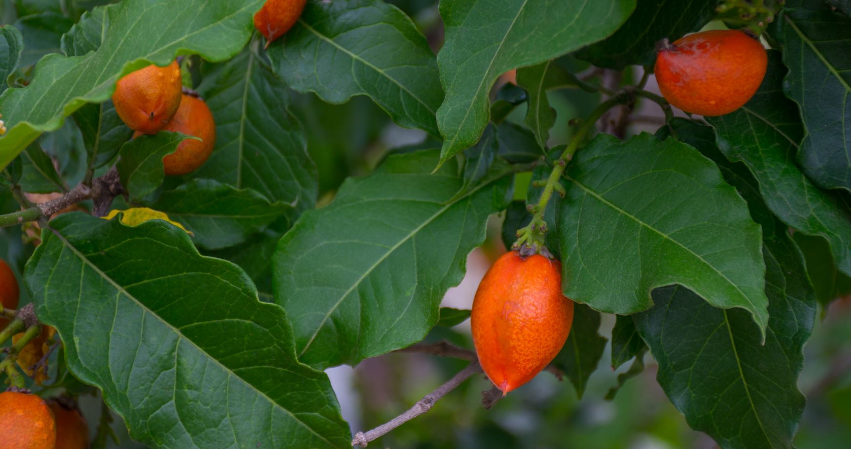 Frutos (Bunchosia armeniaca)
