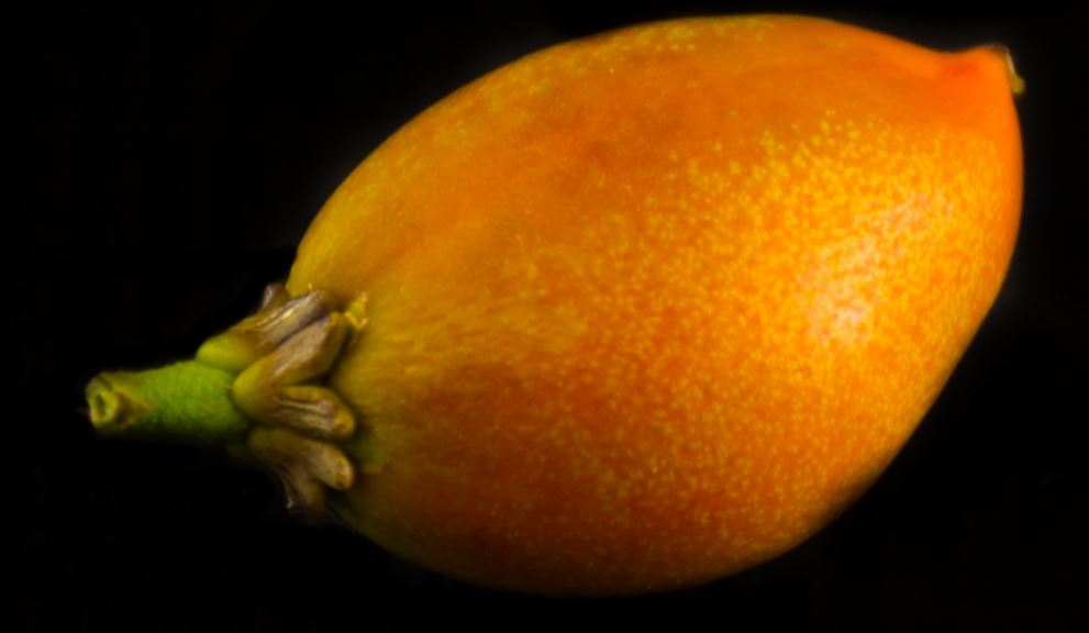 Fruto (Bunchosia armeniaca)