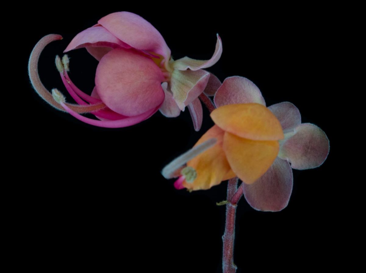 Flores (Cassia grandis)