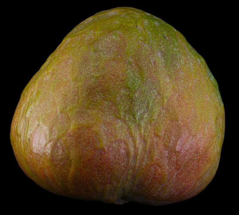 Fruto (Annona cherimola)