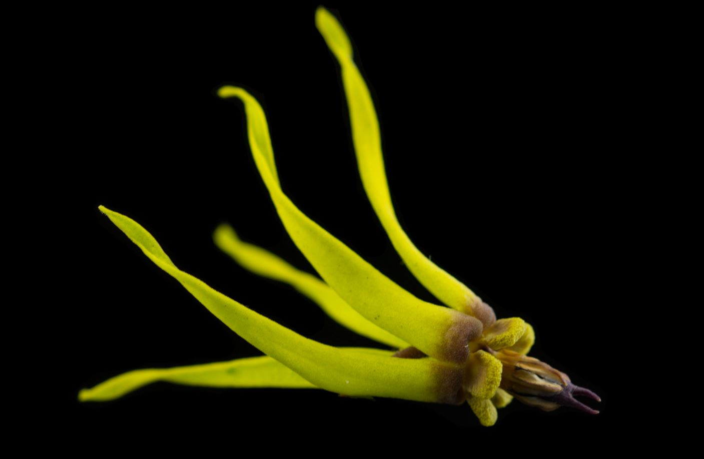 Flor (Oxypetalum banksii)