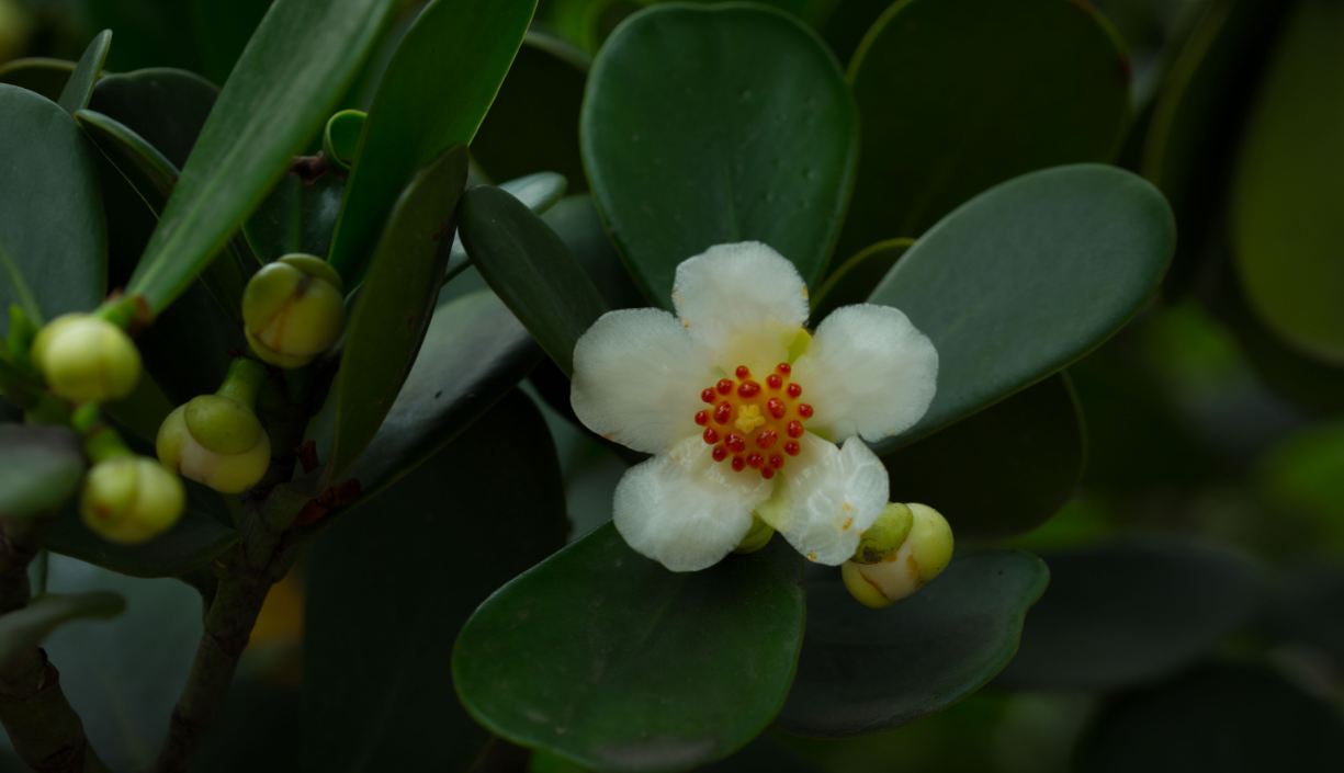 Flor (Clusia fluminensis)