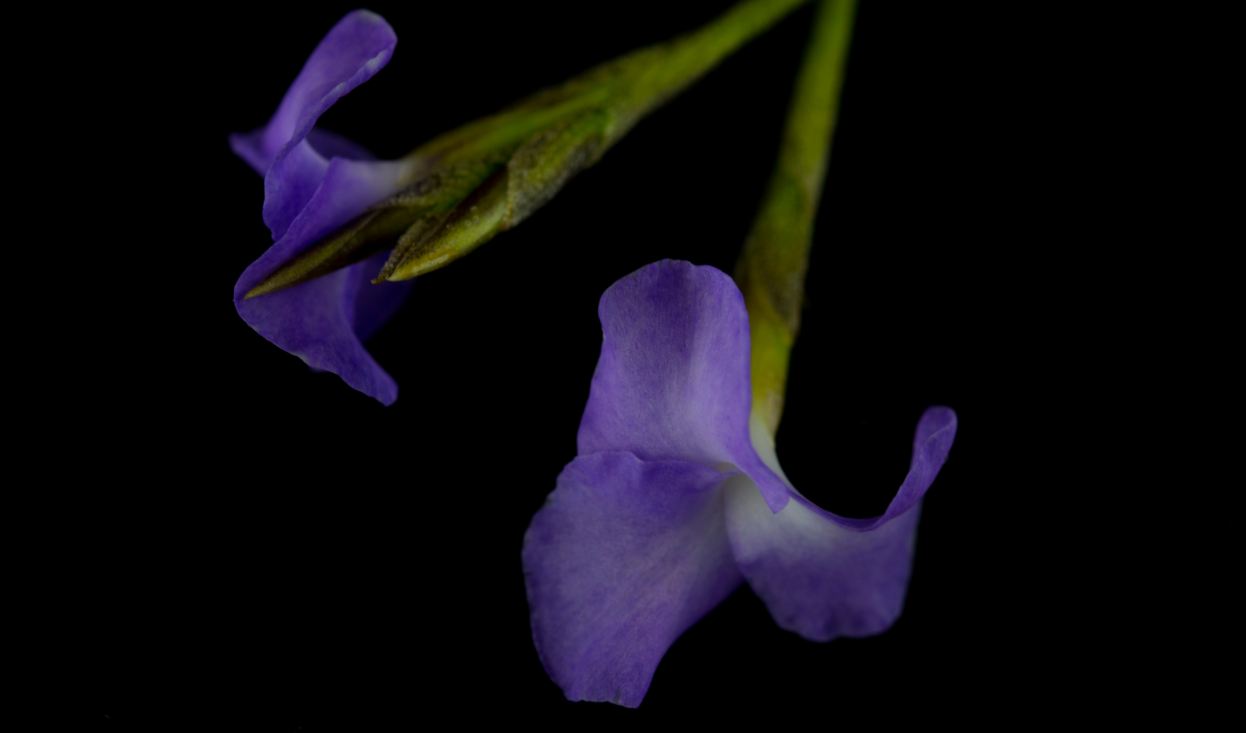 Flores (Tillandsia tenuifolia)