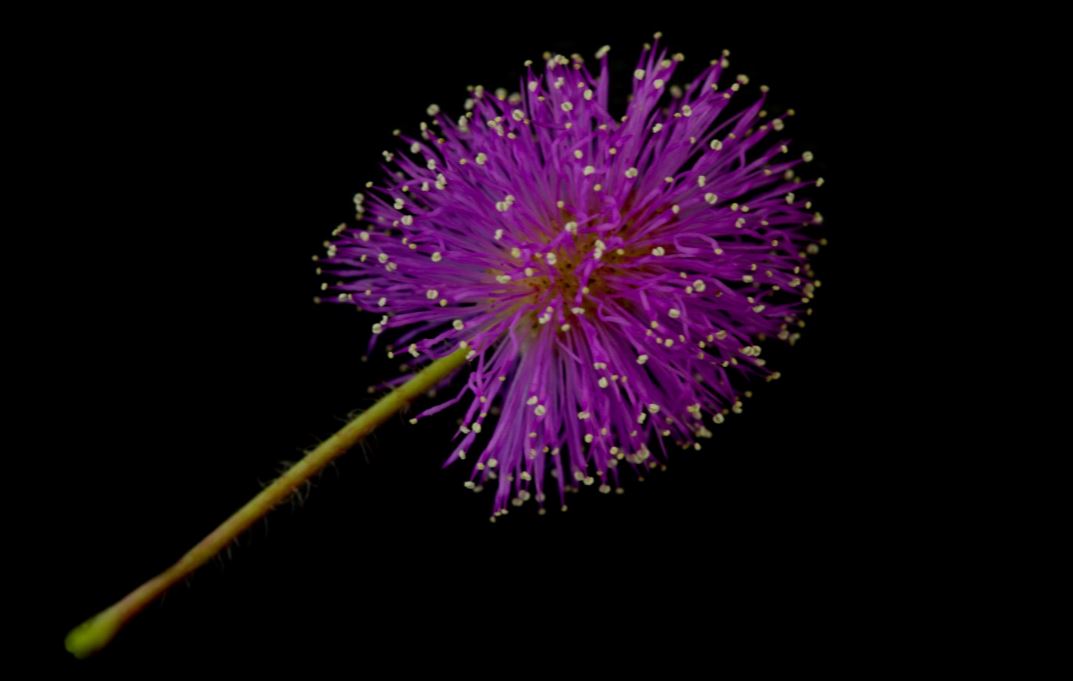 Flor (Mimosa pudica)