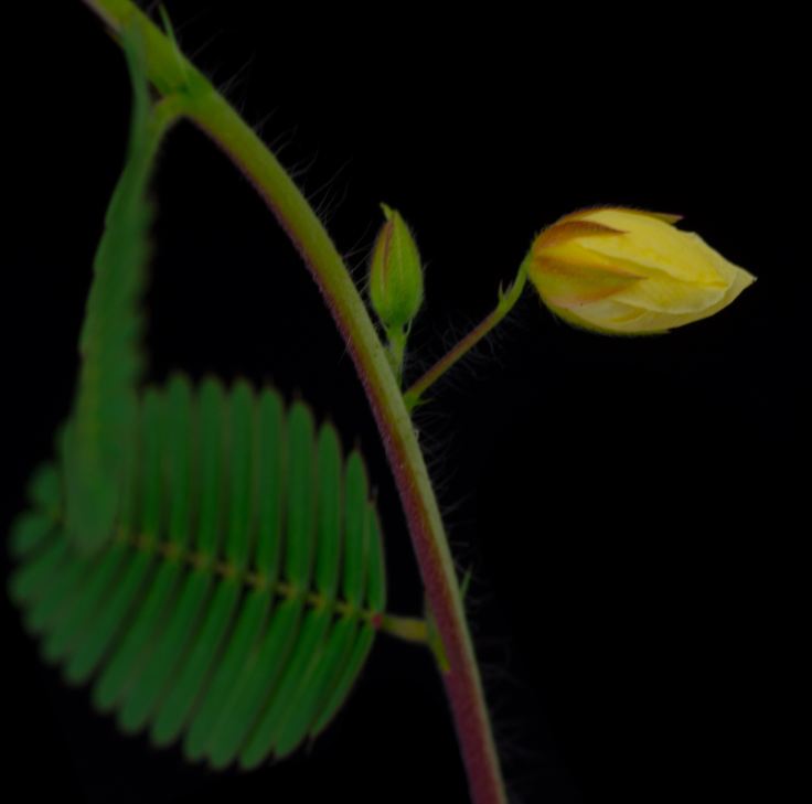 Botão Floral (Chamaecrista nictitans)