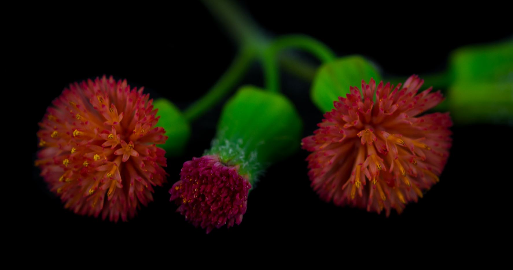 Flores (Emilia fosbergii)