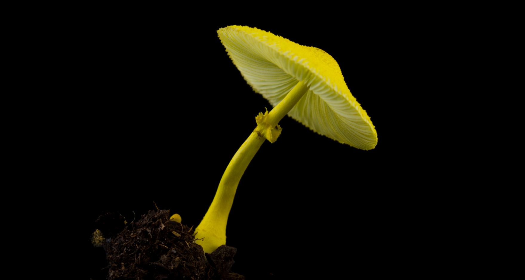 Cogumelo amarelo (Fungo)