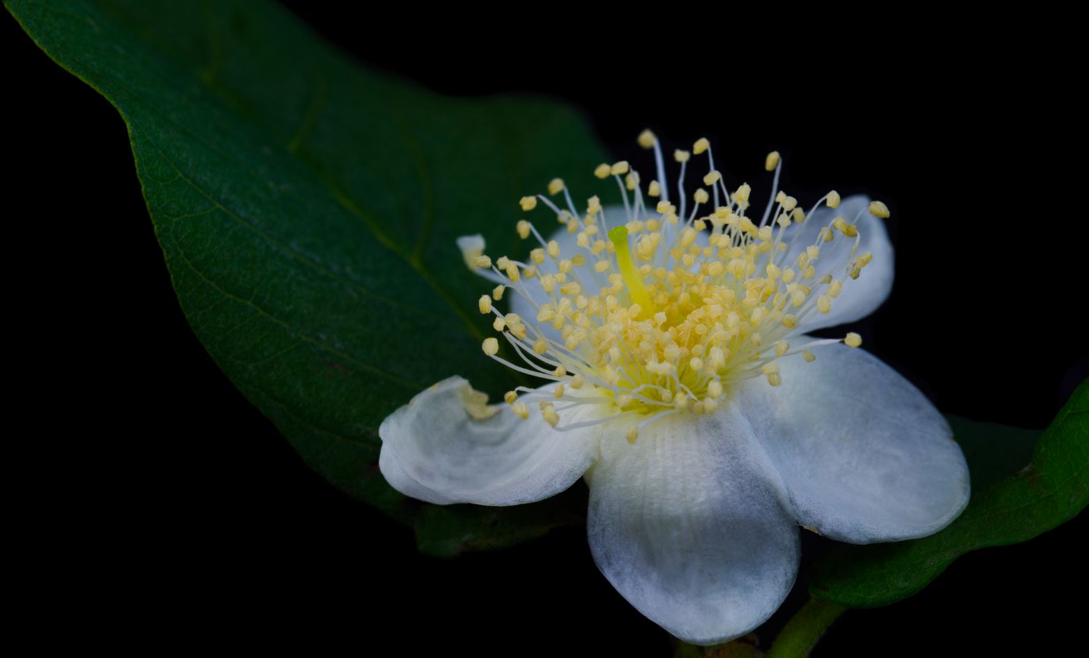 Flor (Psidium guajava)