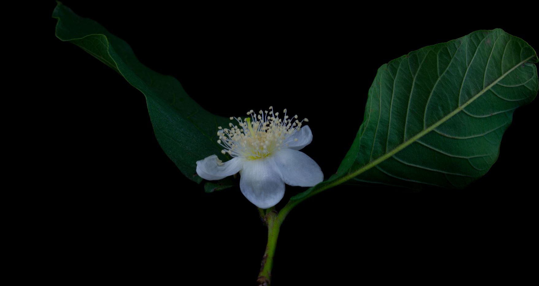 Flor (Psidium guajava)
