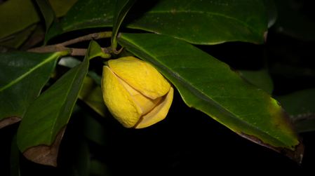 Flor de graviola (Annona muricata)