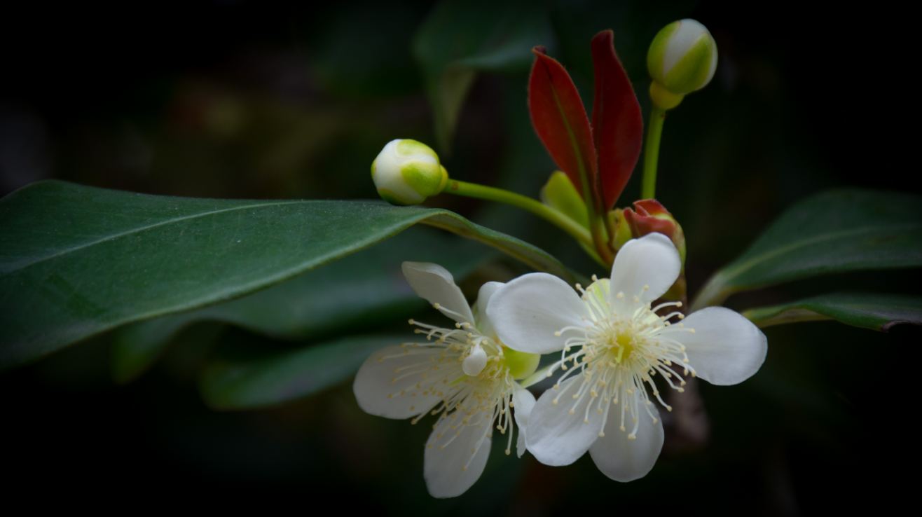 Flores (Eugenia brasiliensis)