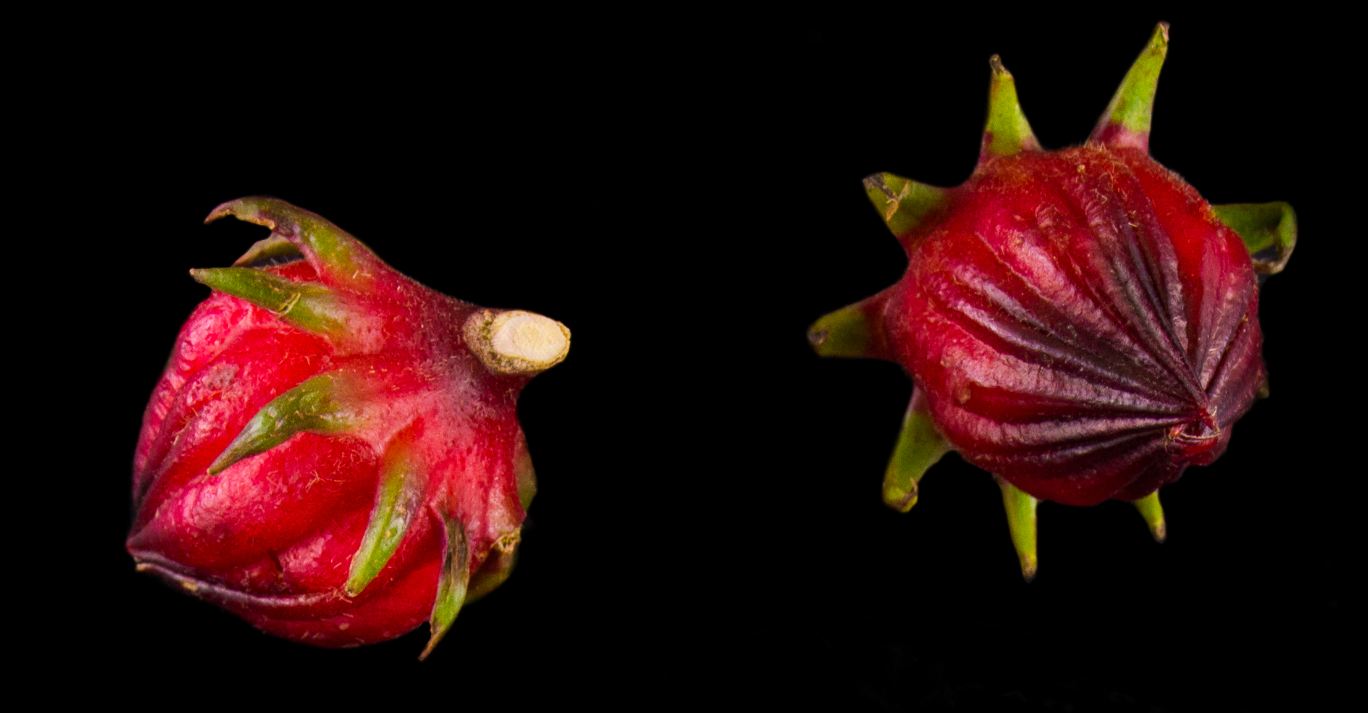 Frutos (Hibiscus sabdariffa)
