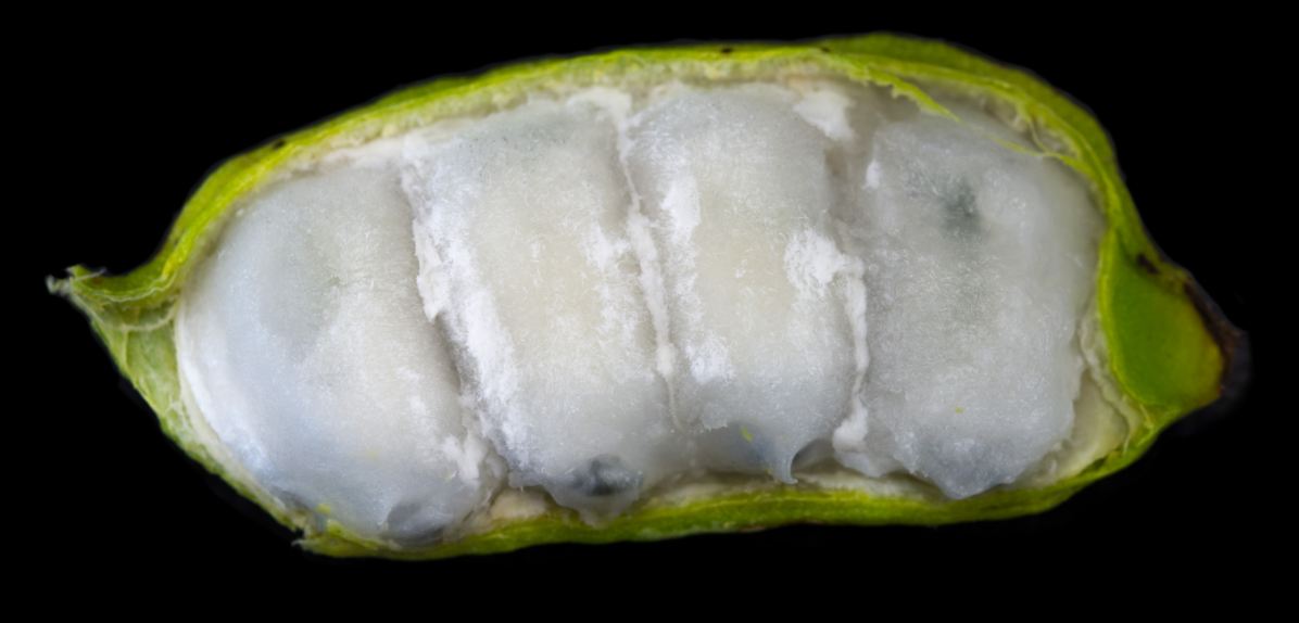 Fruto aberto com sementes comestíveis (Inga laurina)