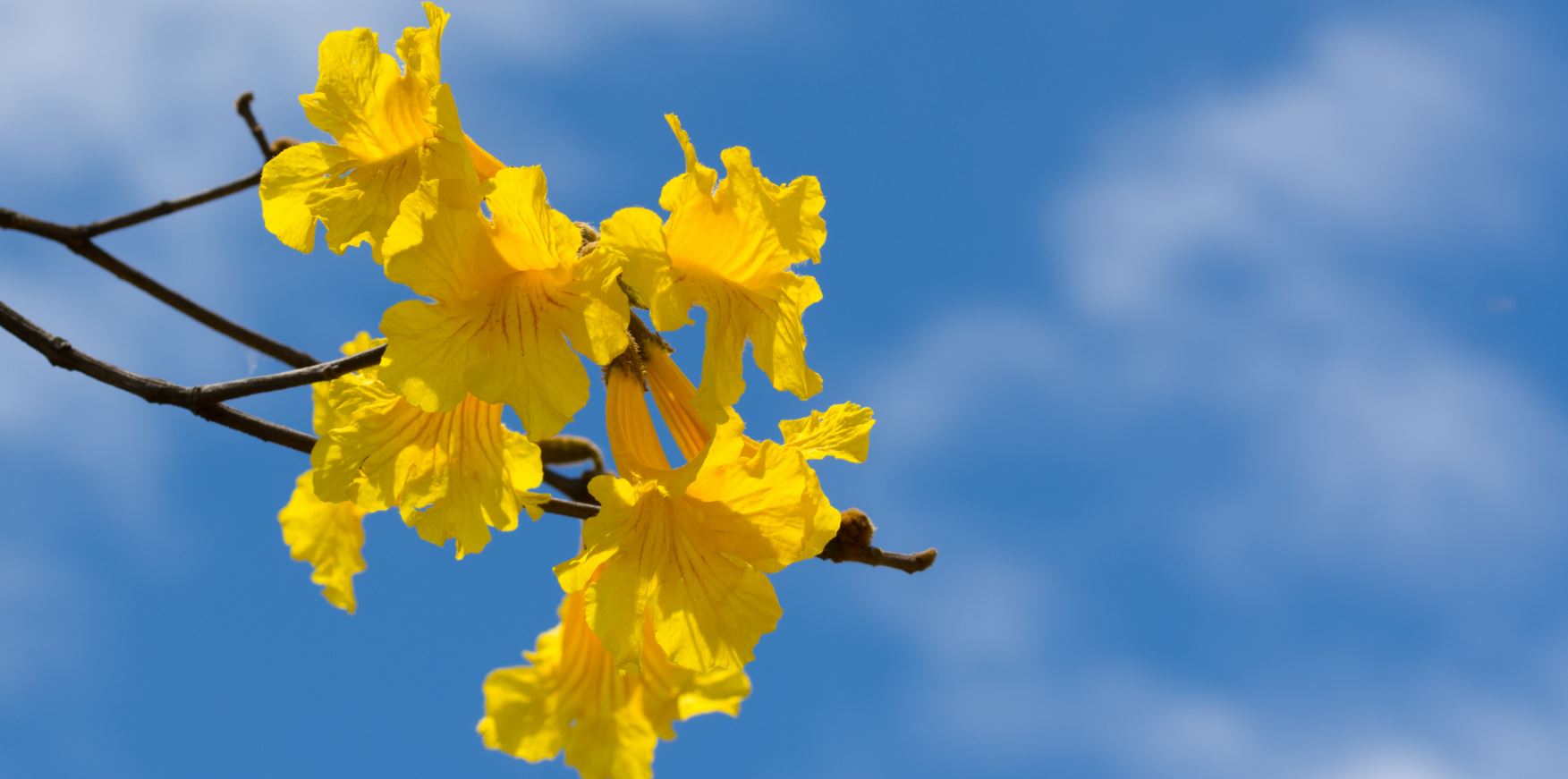 Flores de Ipê Amarelo (Tabebuia chrysotricha)