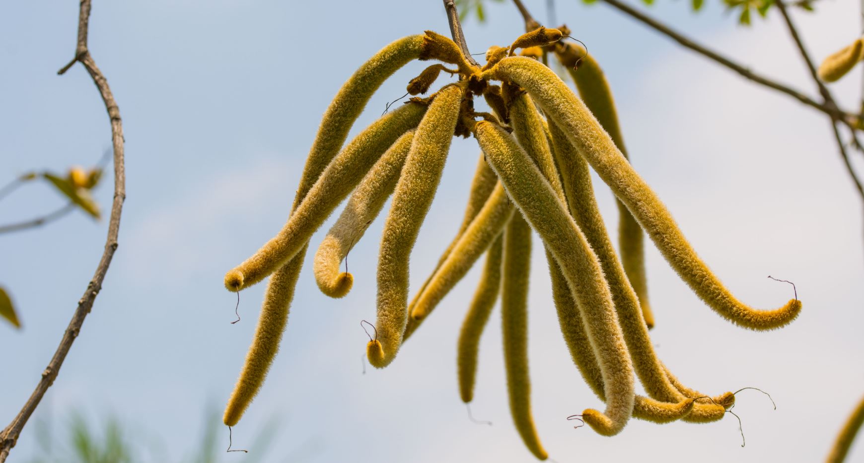 Frutos de Ipê Amarelo (Tabebuia chrysotricha)