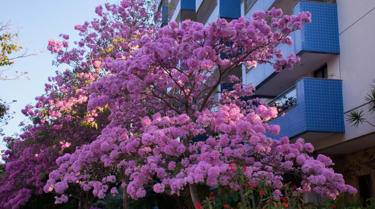 Árvore em Floração (Tabebuia impetiginosa)