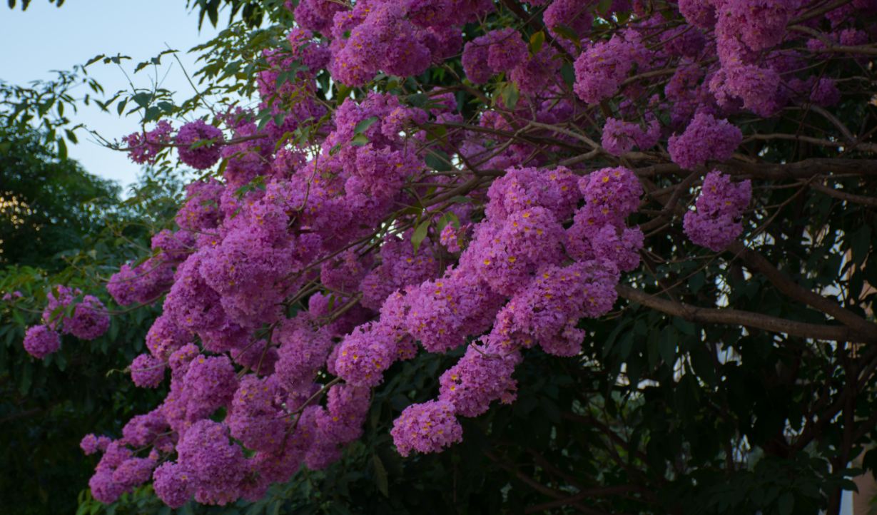 Árvore em Floração (Tabebuia impetiginosa)
