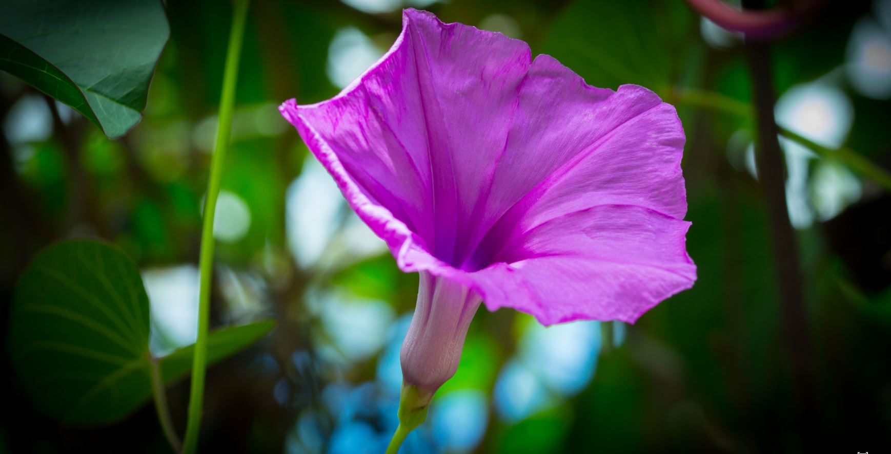 Flor de Glória da Manhã (Ipomoea purpurea)