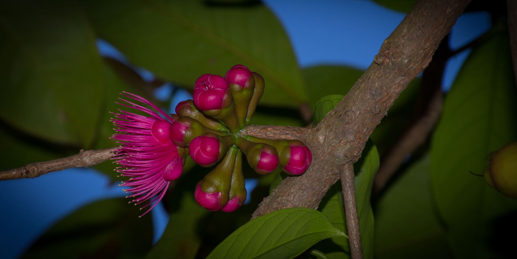 Botões e Flores (Syzygium malaccense)