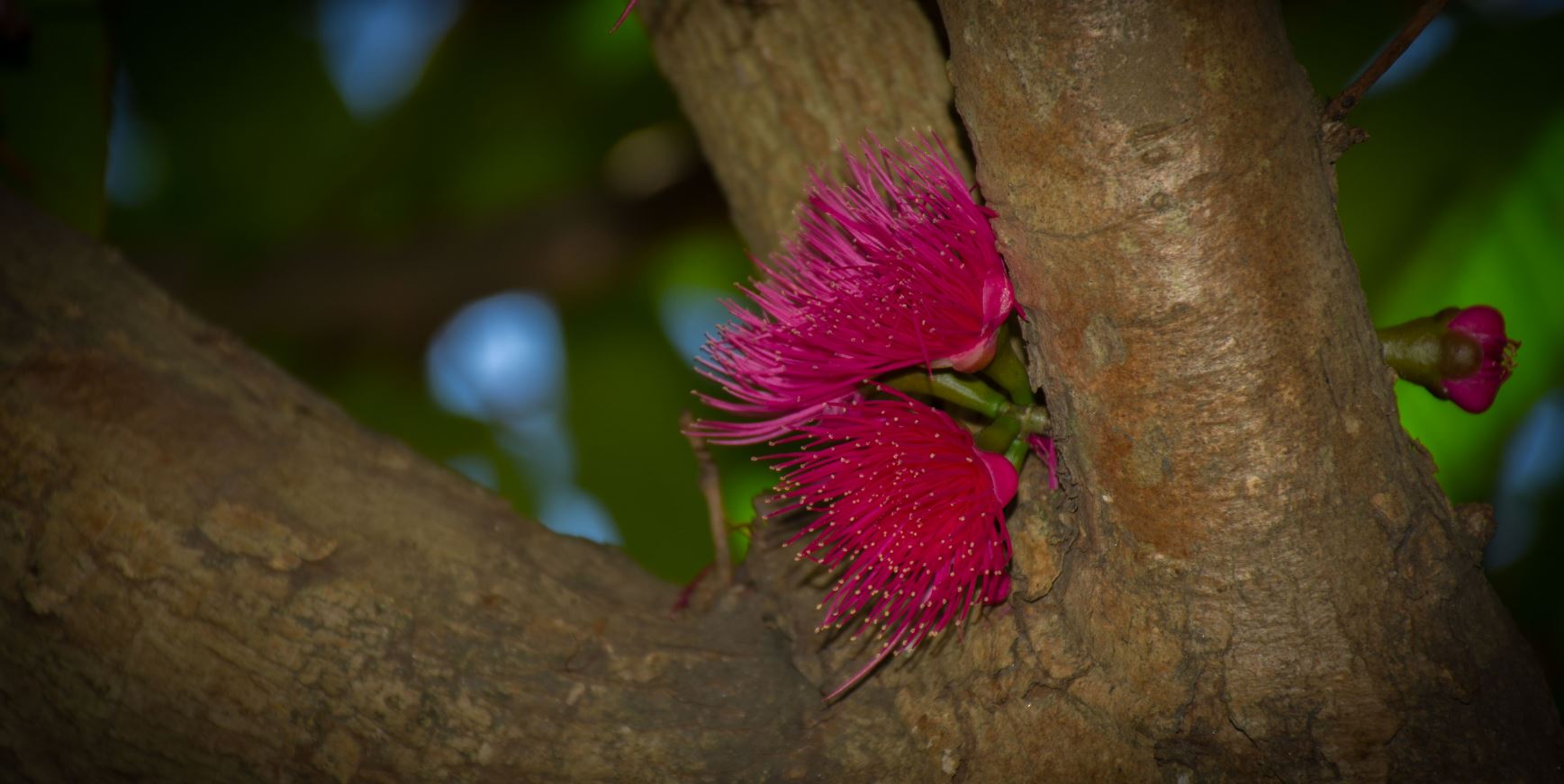 Botões e Flores (Syzygium malaccense)