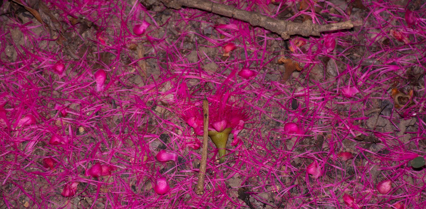 Flores no chão (Syzygium malaccense)