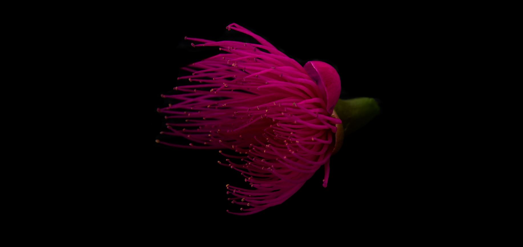 Flor (Syzygium malaccense)
