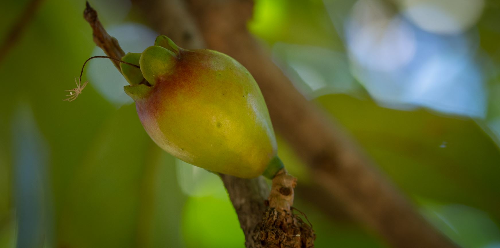 Fruto imaturo (Syzygium malaccense)