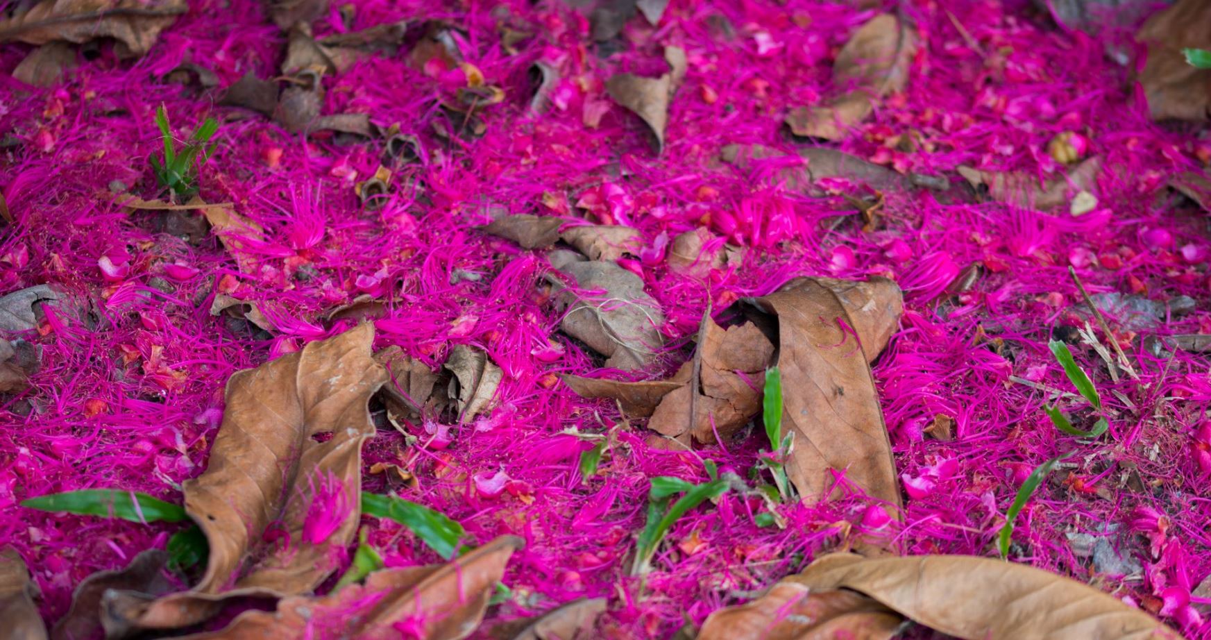 Flores no chão (Syzygium malaccense)