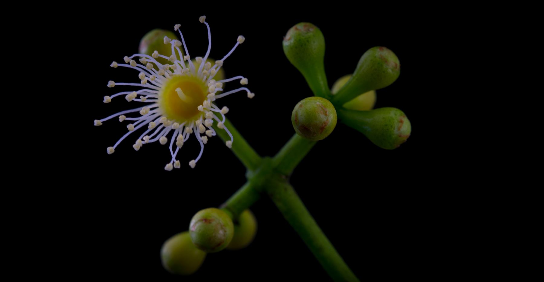 Flor e Botões Florais (Syzygium cumini)