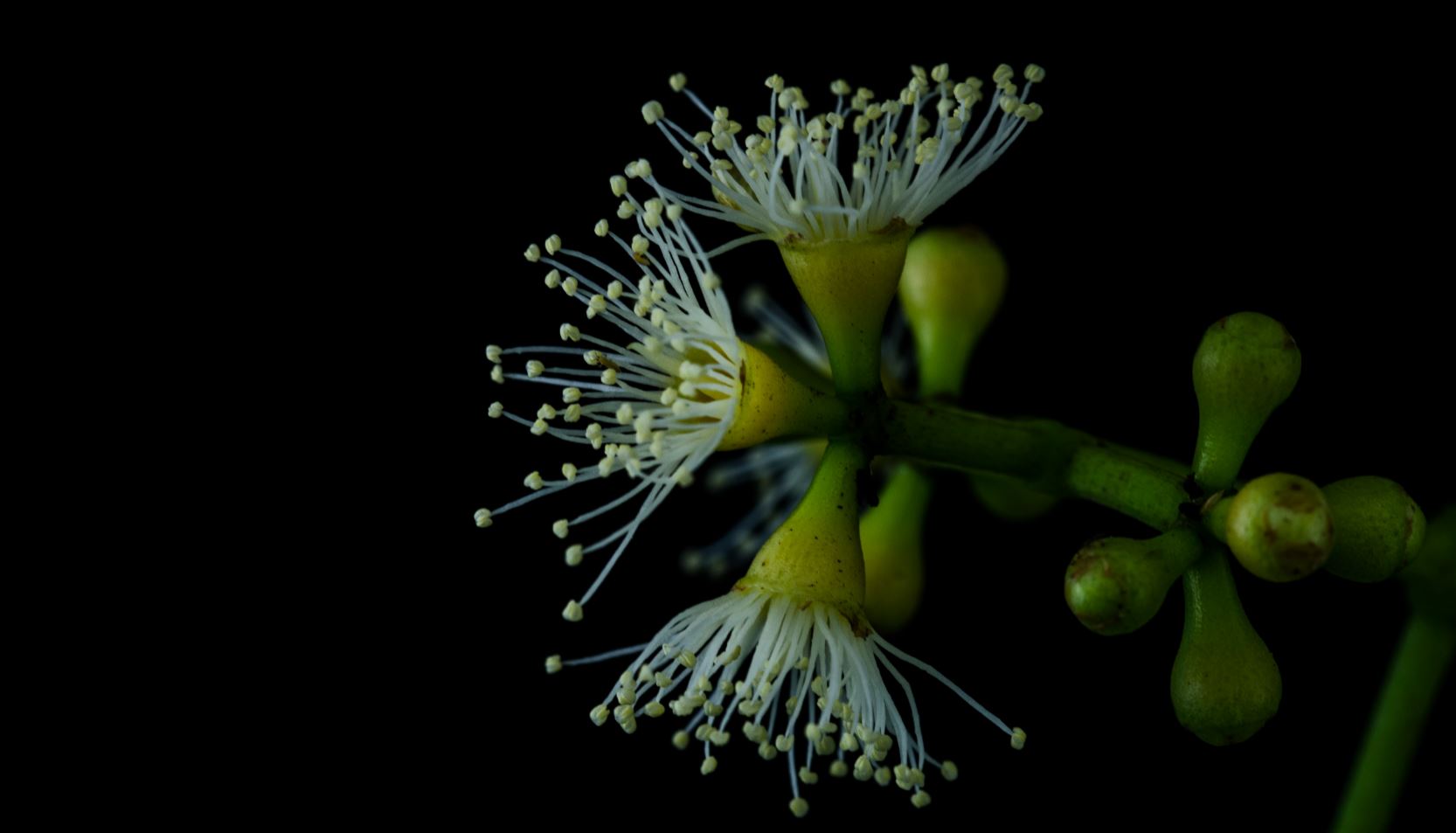 Flores e Botões Florais (Syzygium cumini)