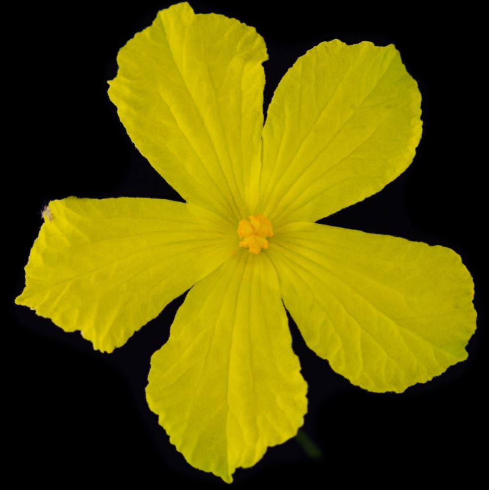 Flor (Momordica charantia)