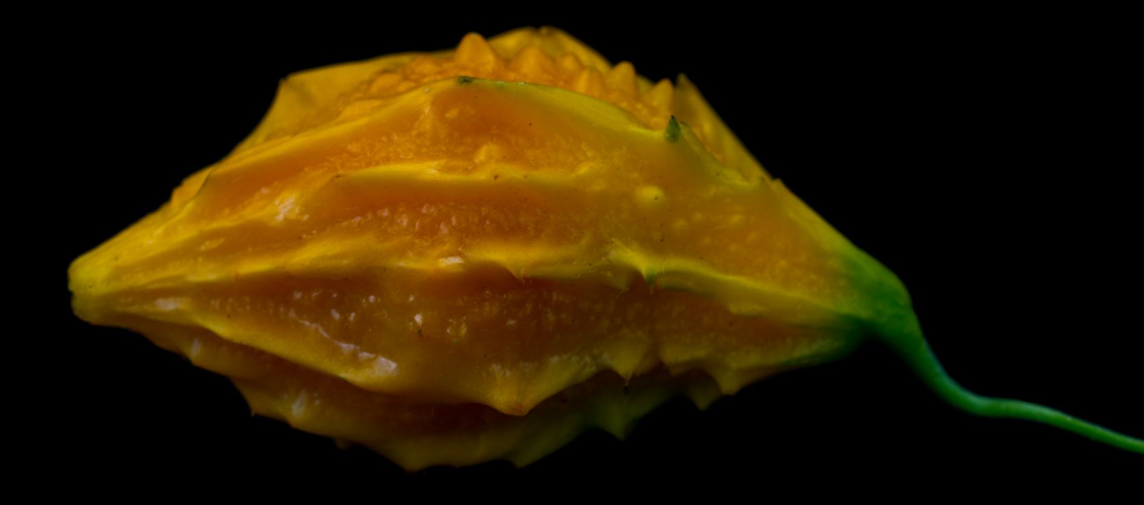 Fruto (Momordica charantia)