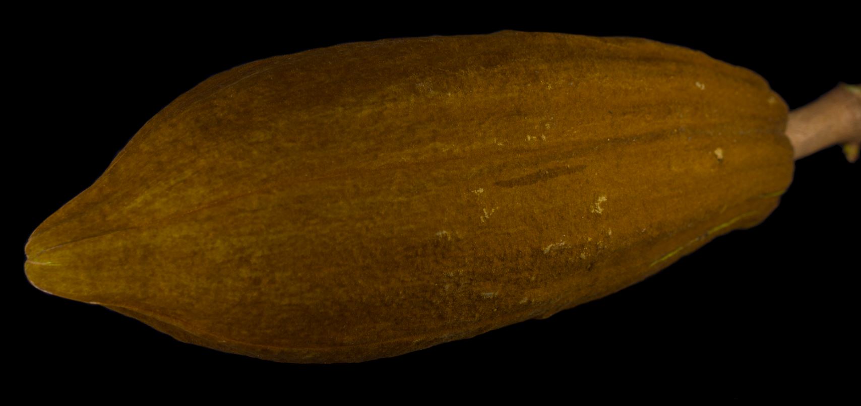 Fruto (Pachira aquatica)