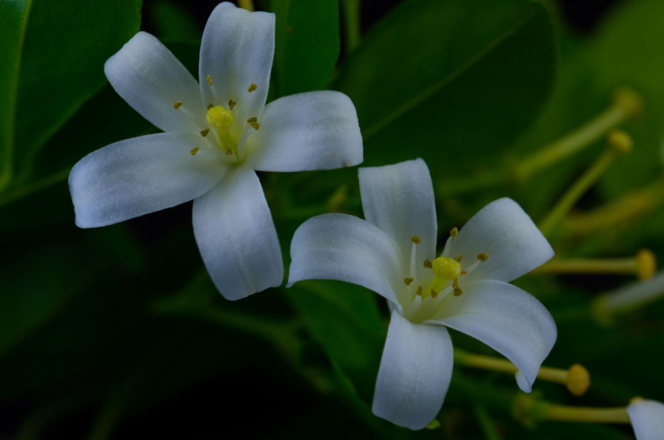 Flores (Murraya paniculata)