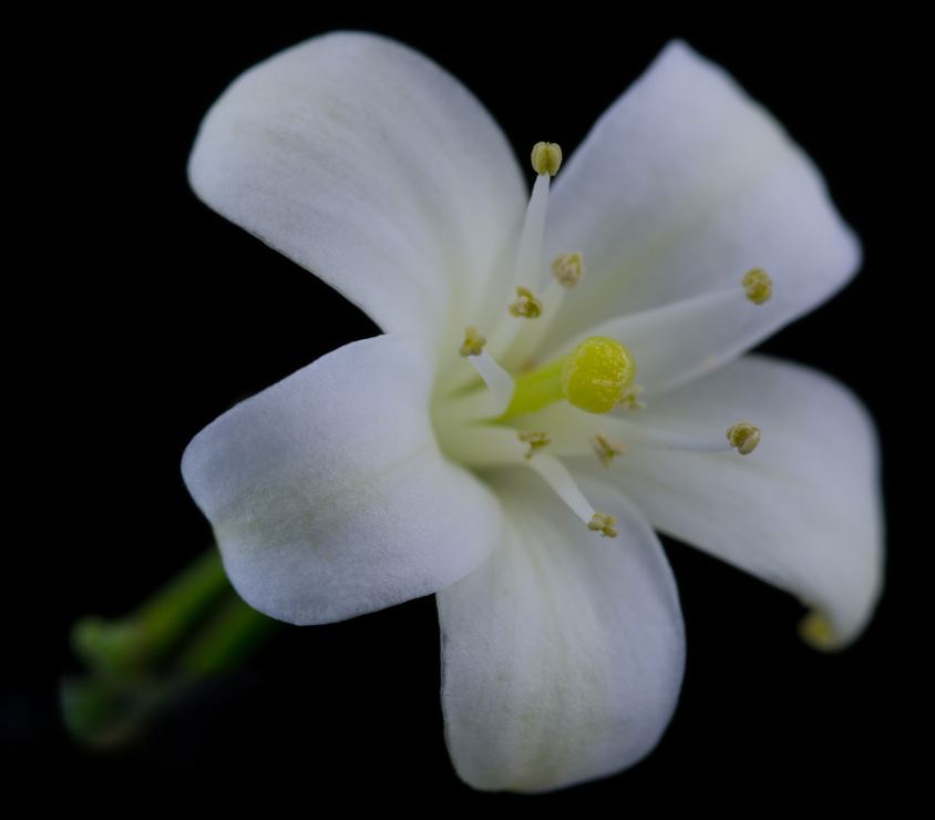 Flor (Murraya paniculata)